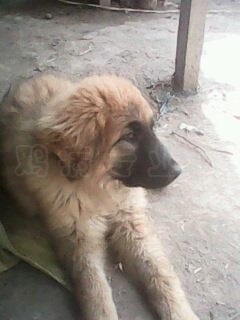 IMG0008A.jpg