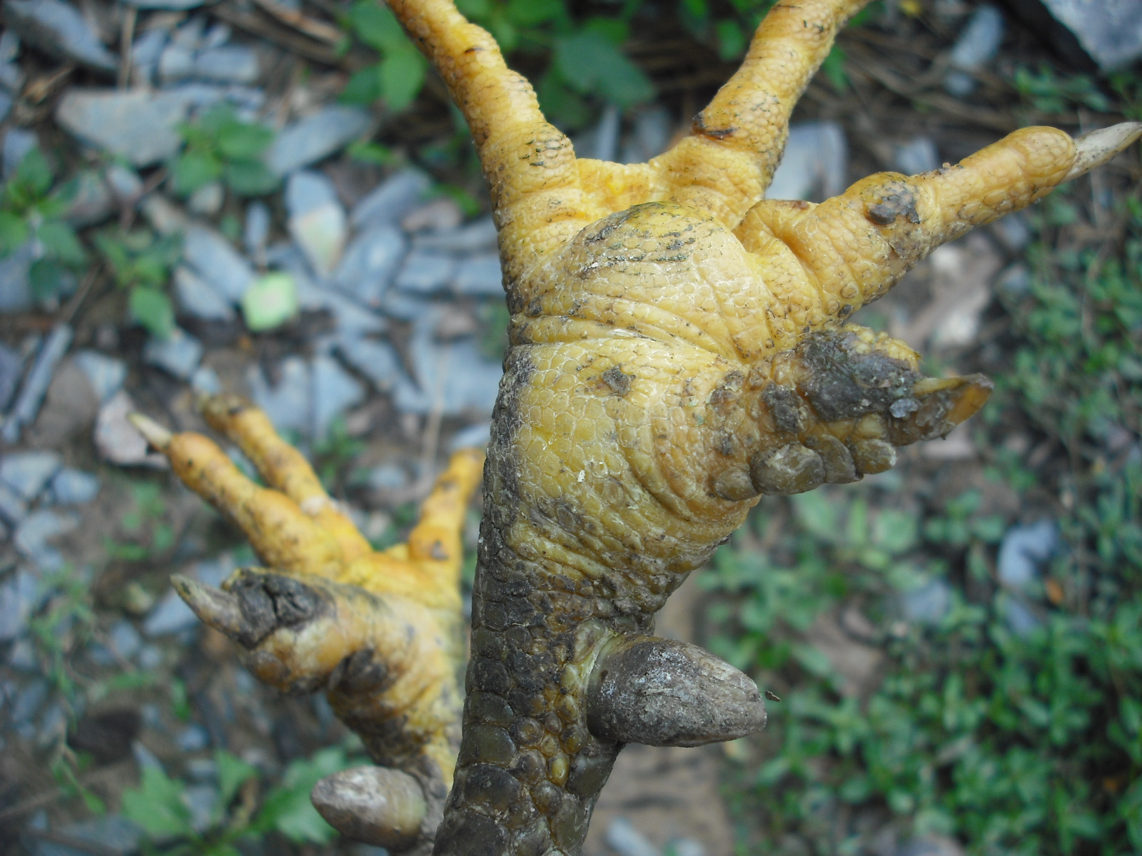 DSCF3698.JPG