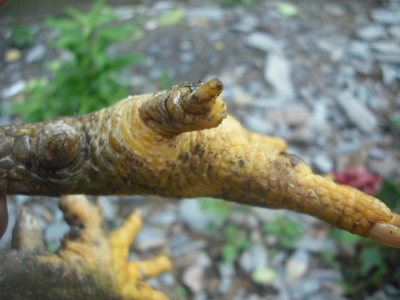 DSCF3700.JPG