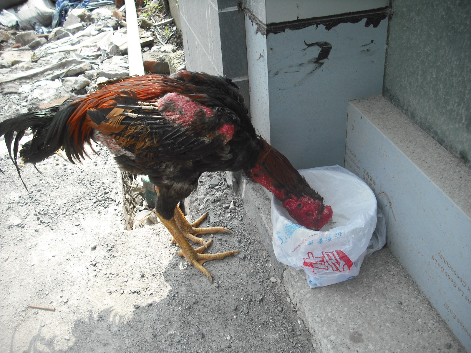 DSCF3719.JPG