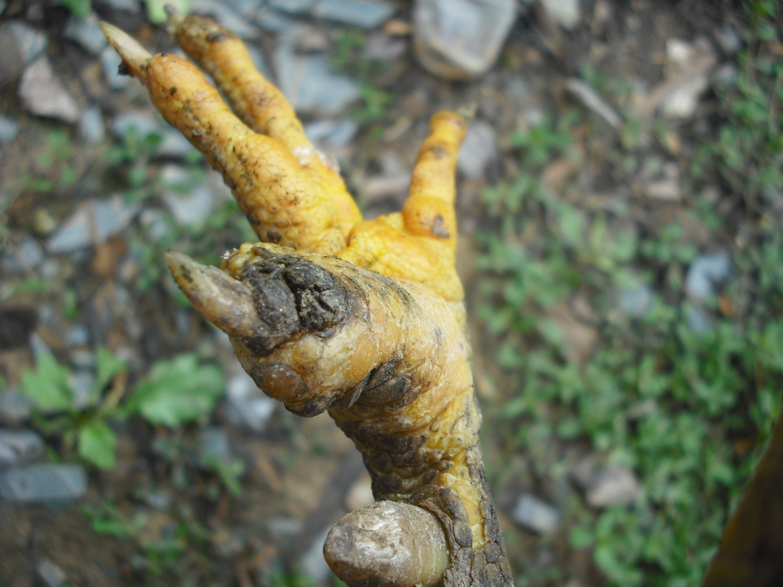 DSCF3699.JPG