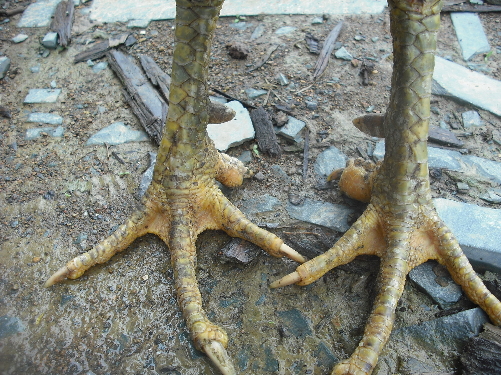 DSCF3696.JPG