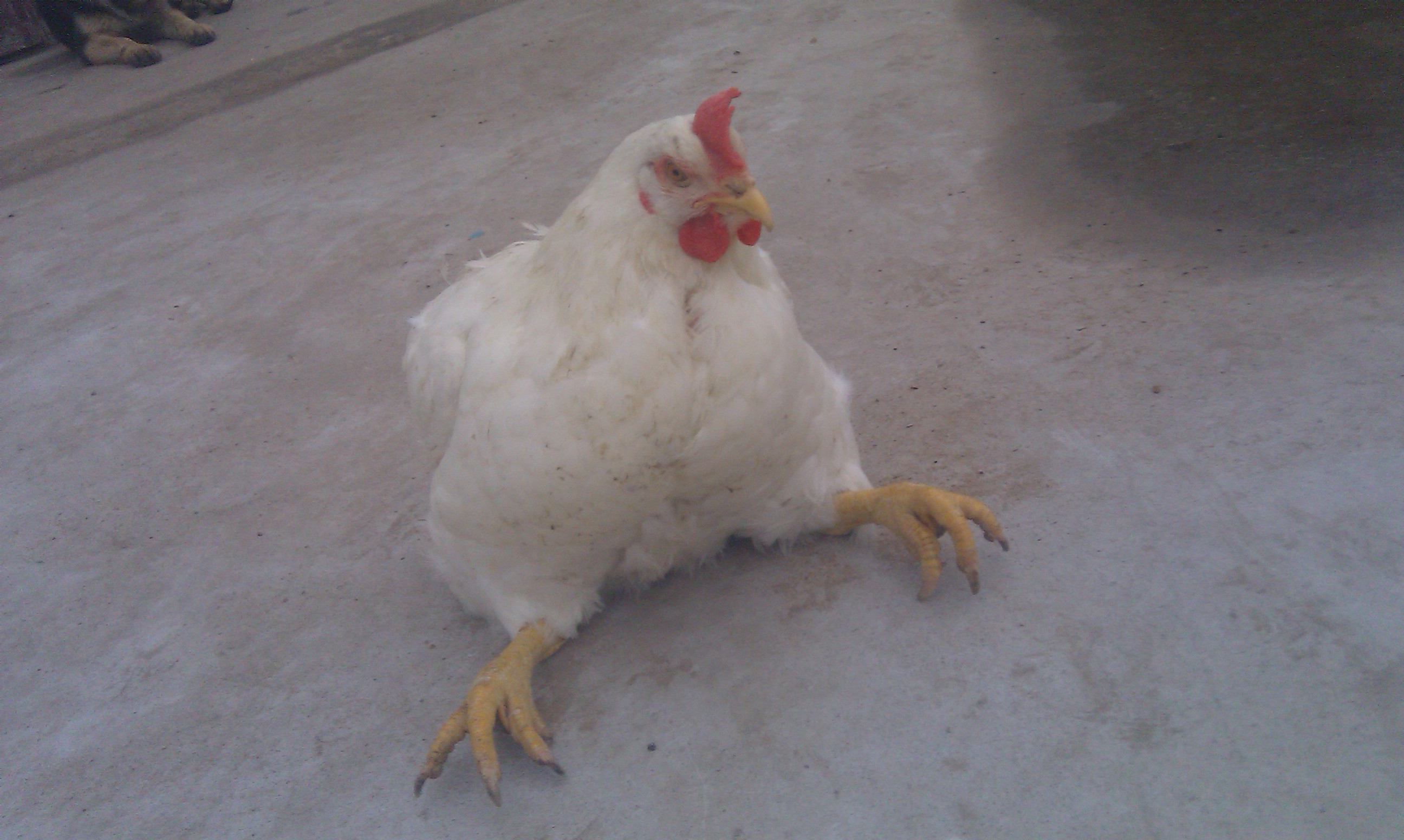IMAG0273.jpg