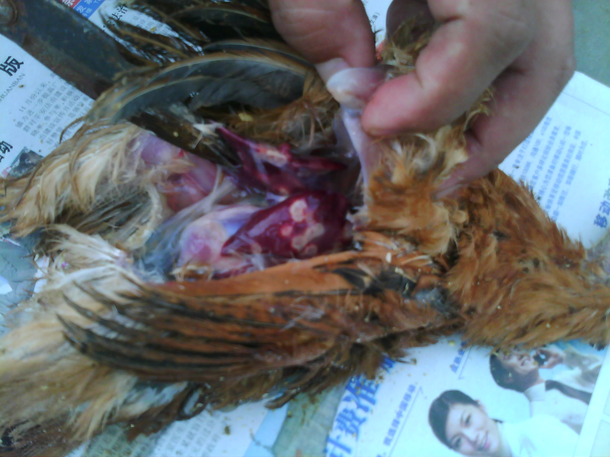 IMG0326A.jpg