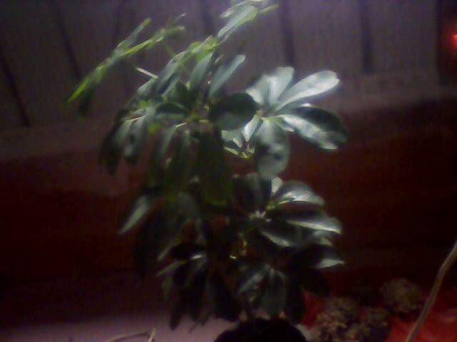 IMG0006A.jpg