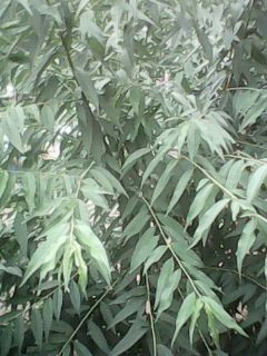 IMG0060A.jpg