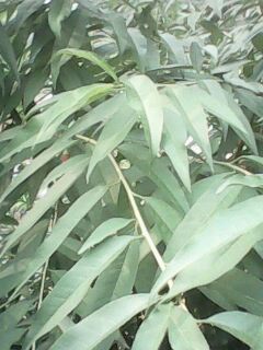 IMG0050A.jpg