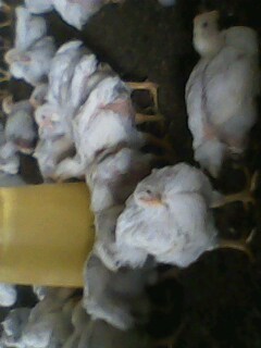 IMG0084A.jpg