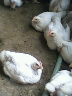 IMG0089A.jpg