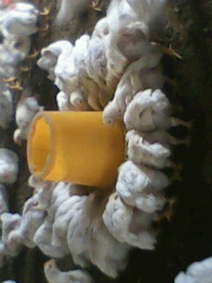 IMG0083A.jpg