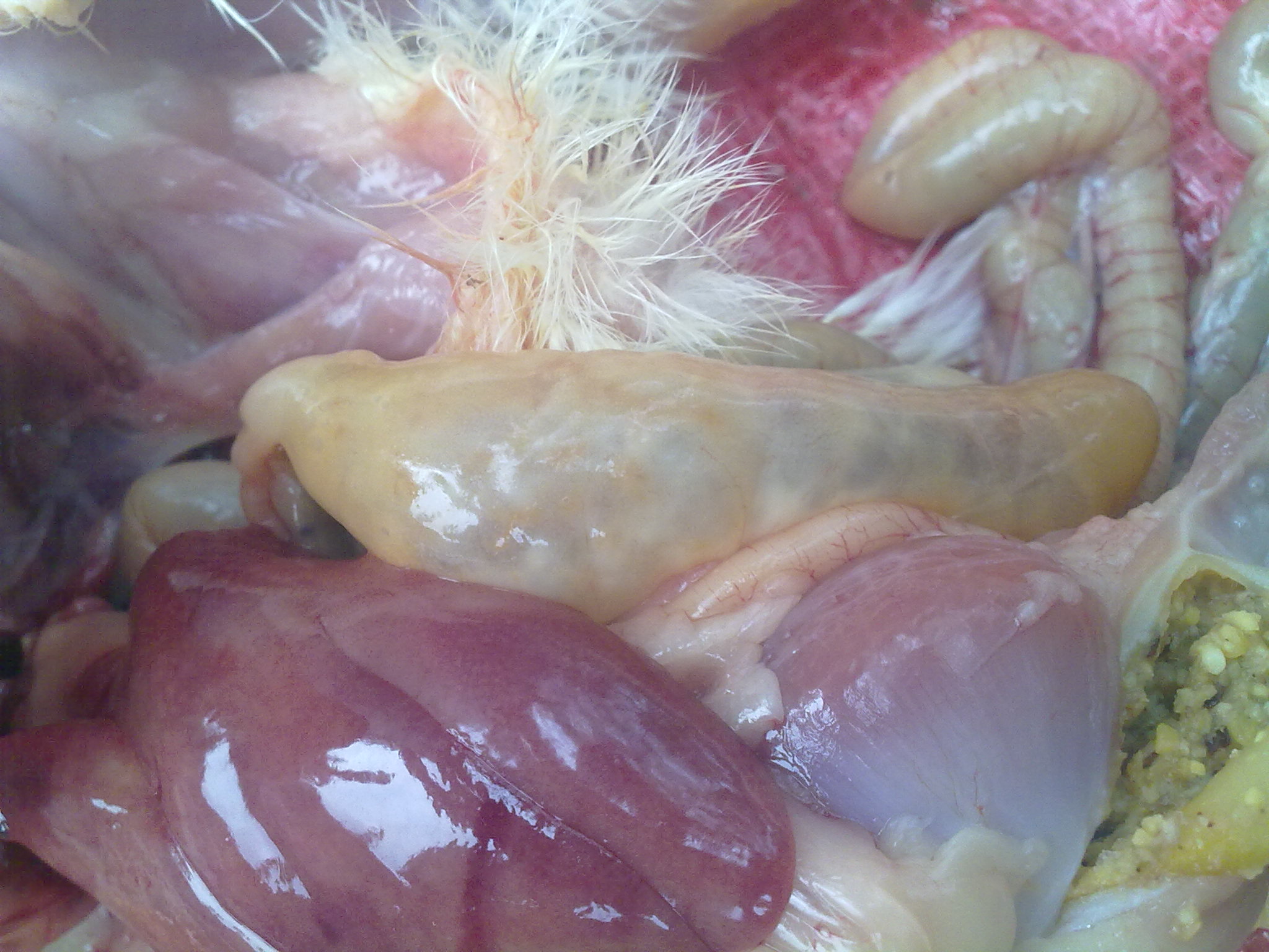 20110818120.jpg