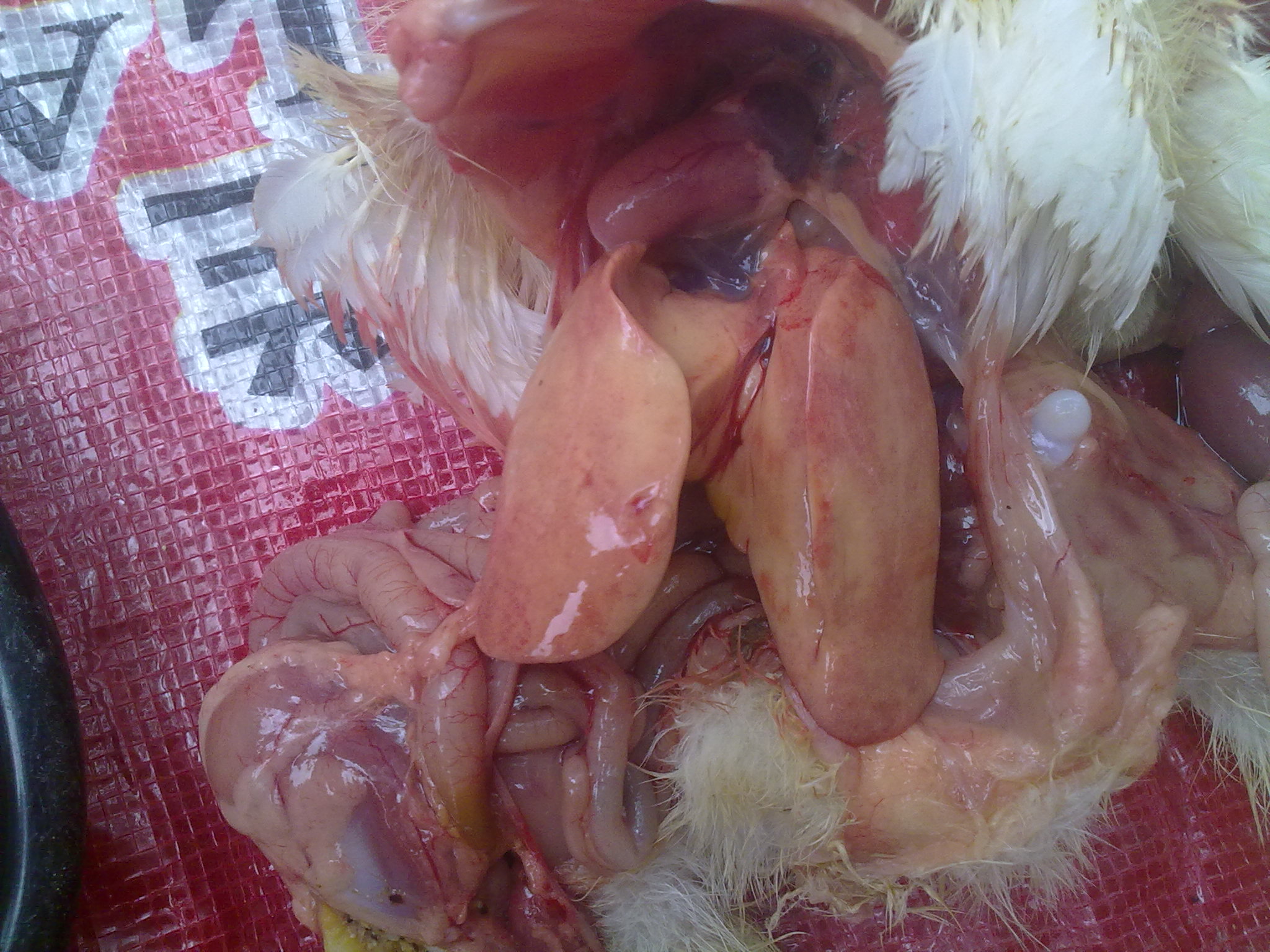 20110818107.jpg