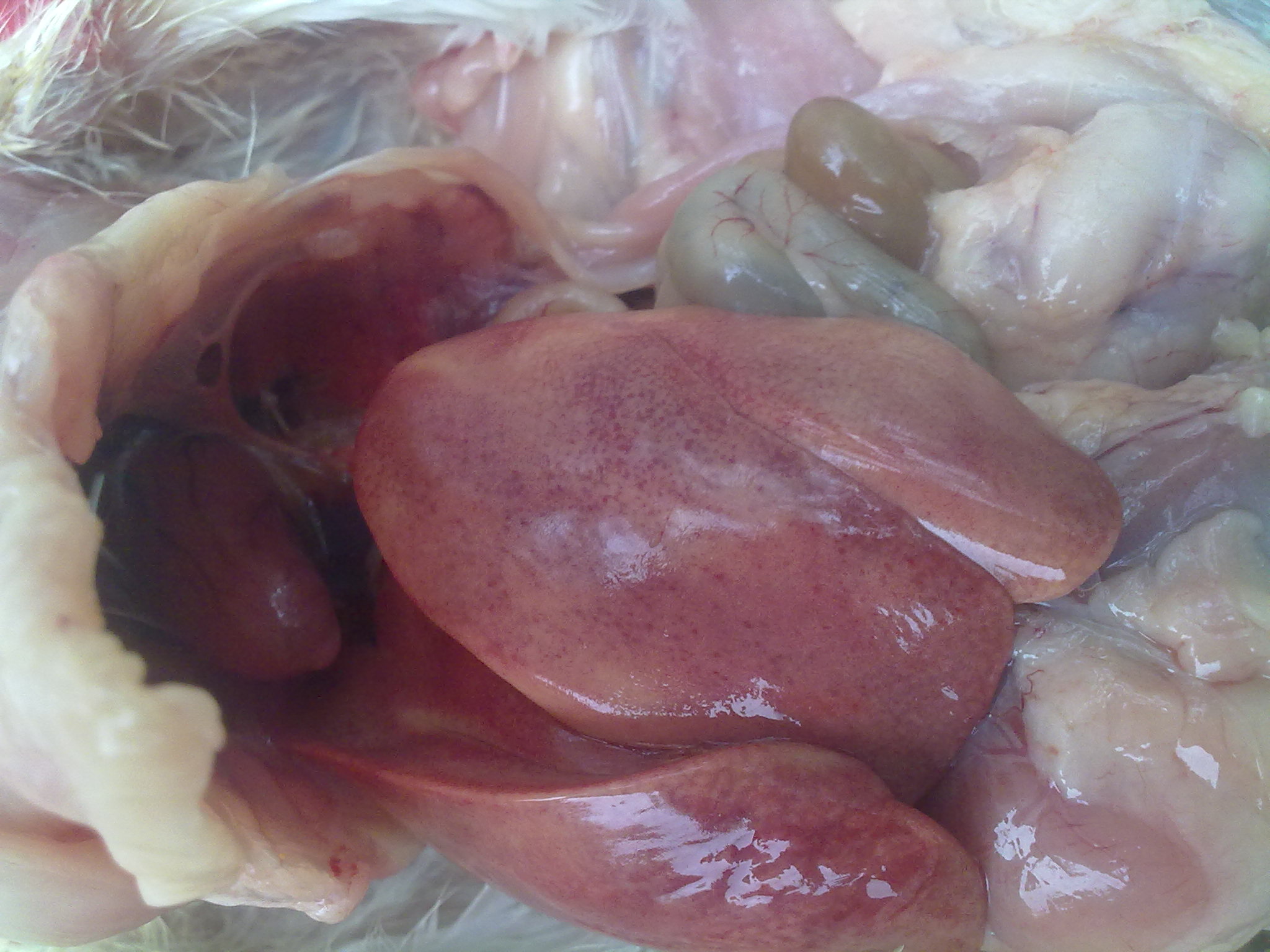 20110818112.jpg