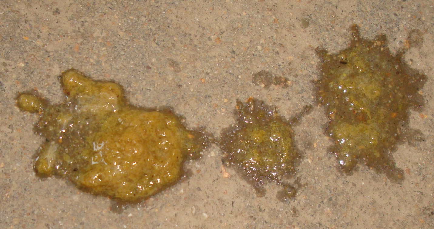 DSC06181.JPG