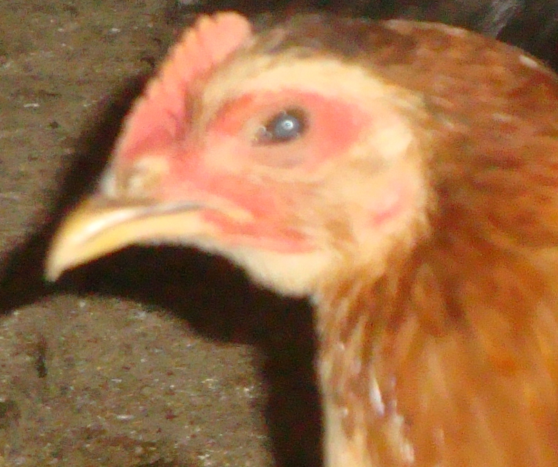 DSC06209.JPG