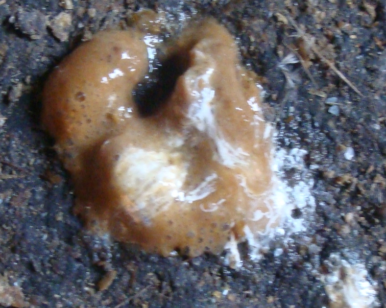 DSC06191.JPG