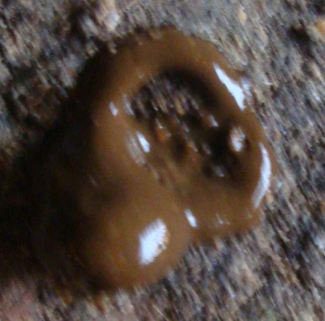 DSC06204.JPG