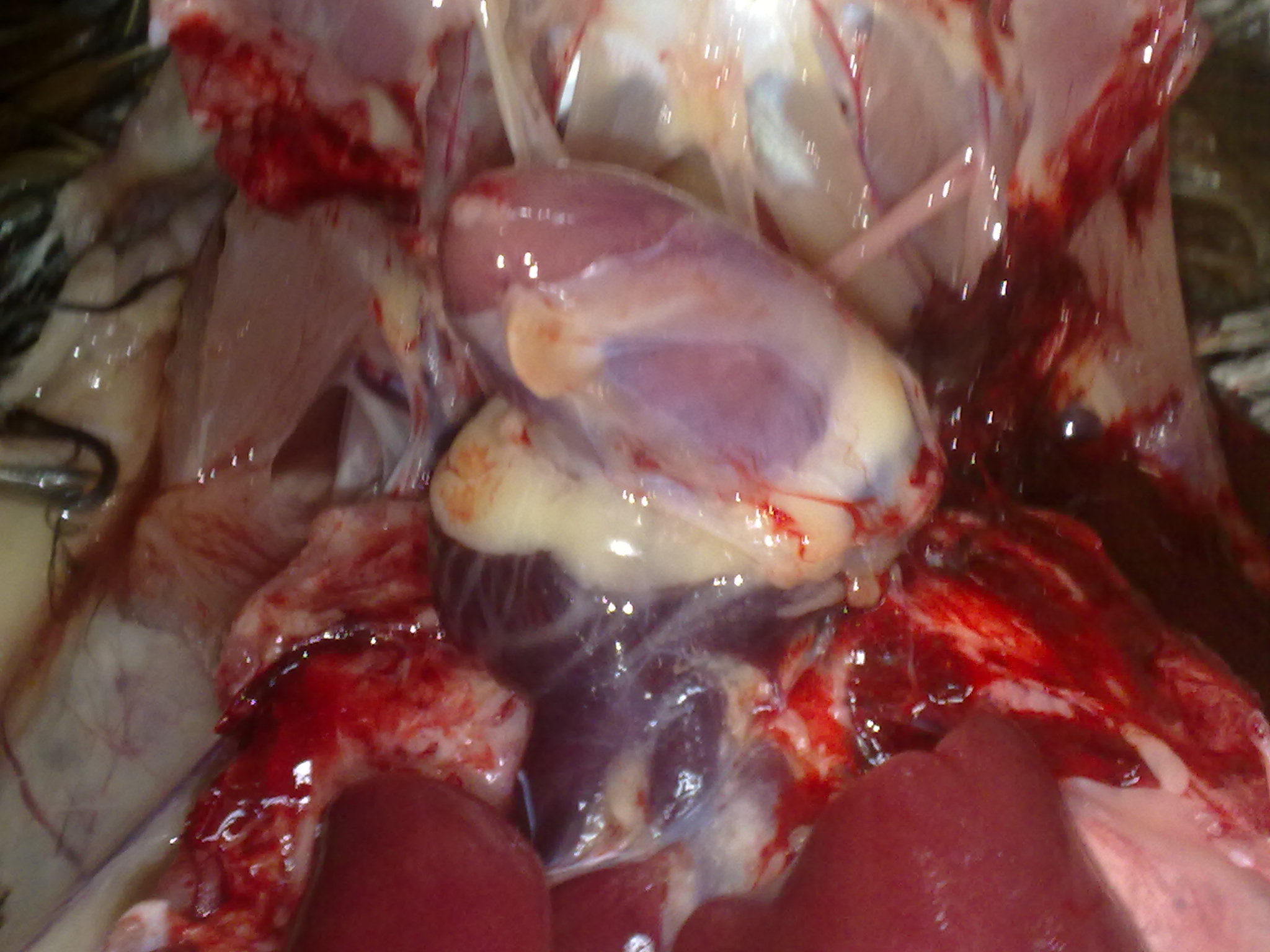 20110812252.jpg