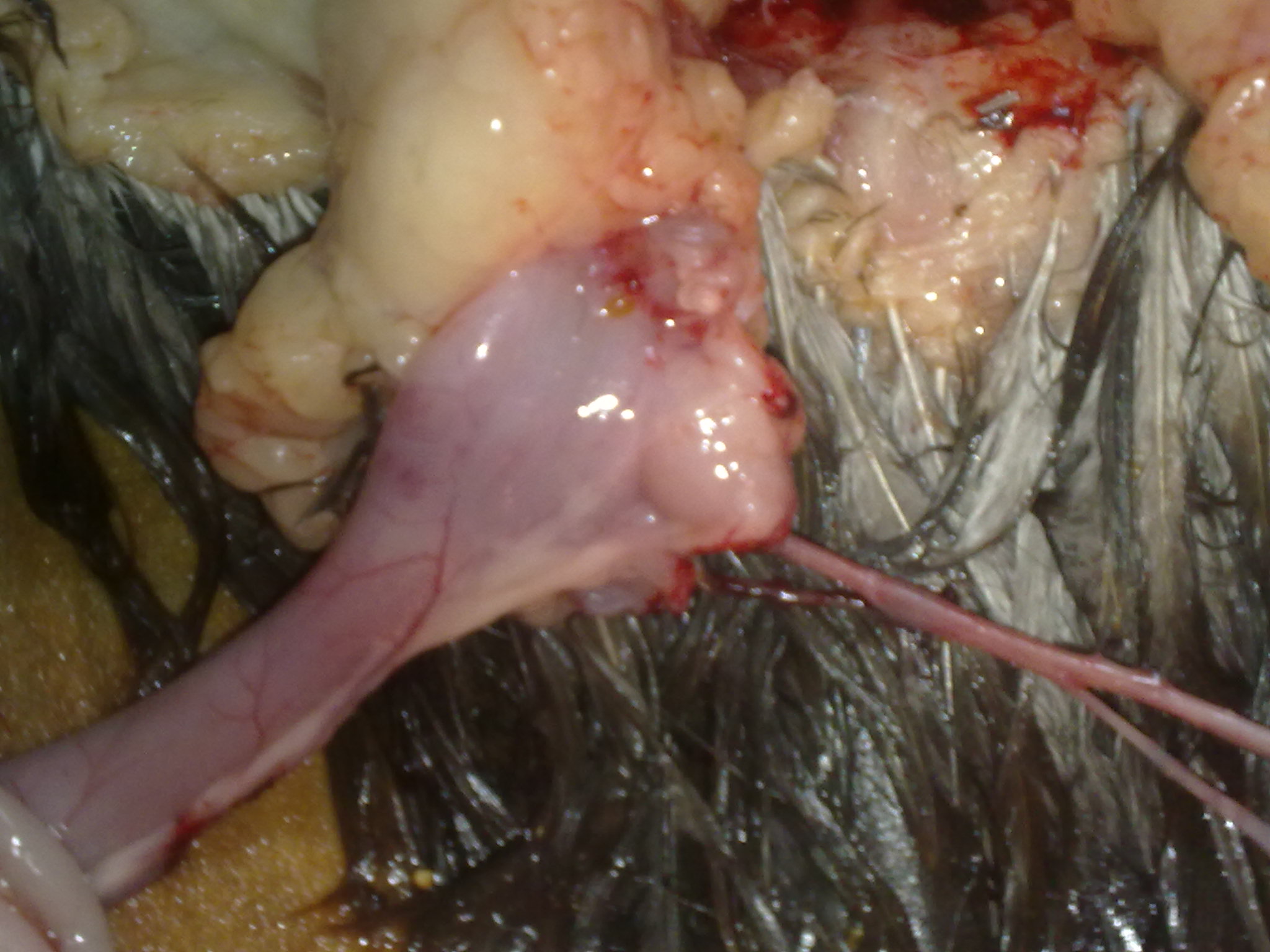 20110812260.jpg