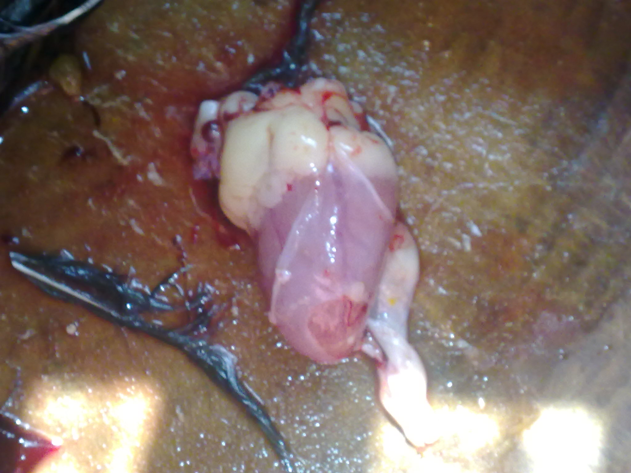 20110812263.jpg
