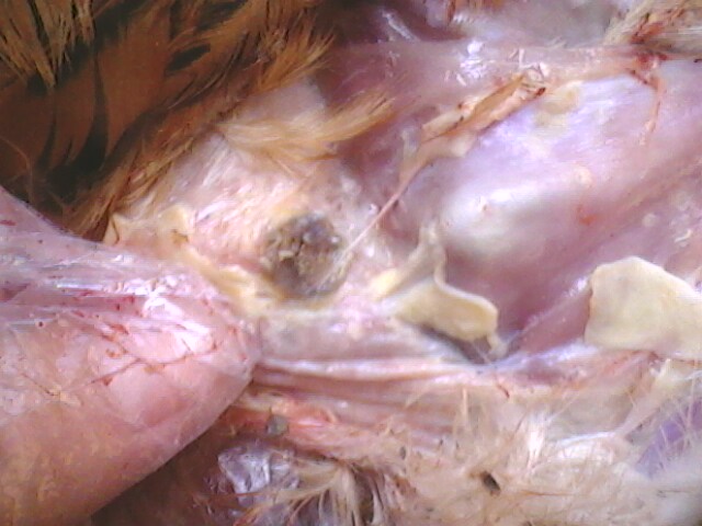 IMG0709A.jpg