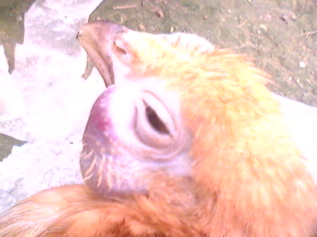 IMG0755A.jpg