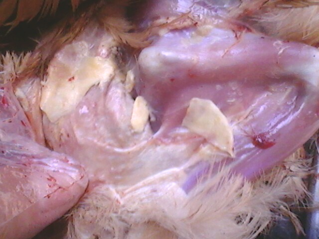 IMG0710A.jpg