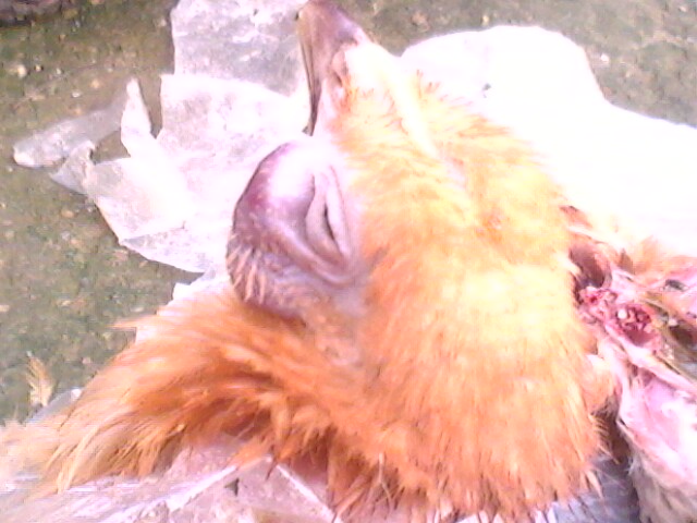 IMG0758A.jpg
