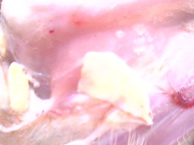 IMG0711A.jpg
