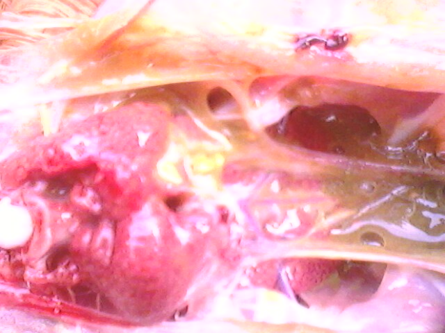 IMG0762A.jpg