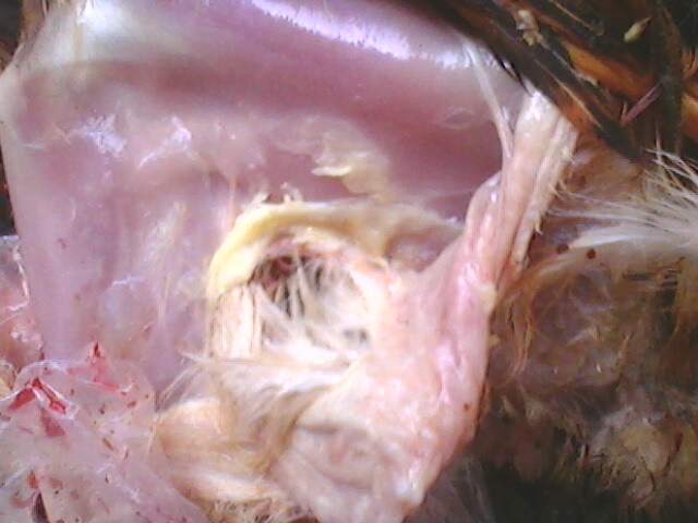 IMG0712A.jpg