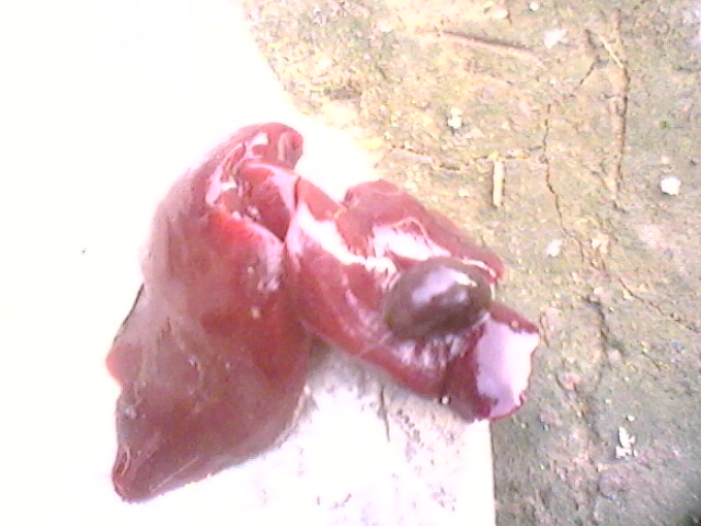 IMG0759A.jpg