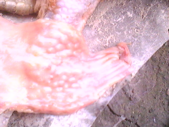 IMG0761A.jpg