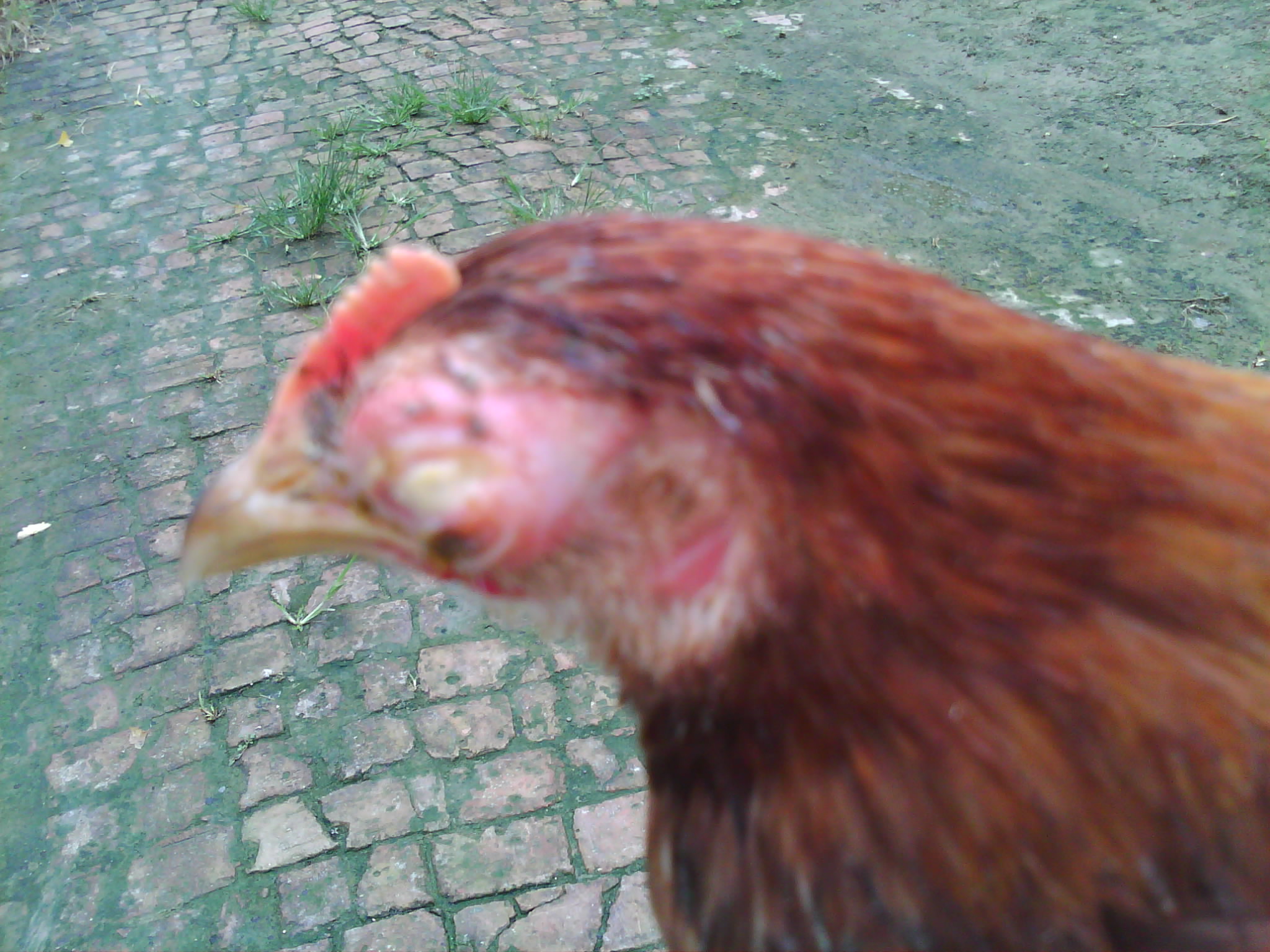 IMG0374A.jpg