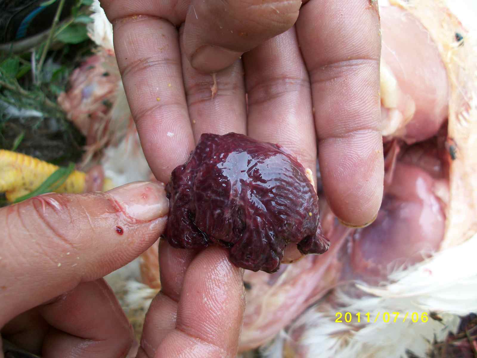 ALIM1130.JPG
