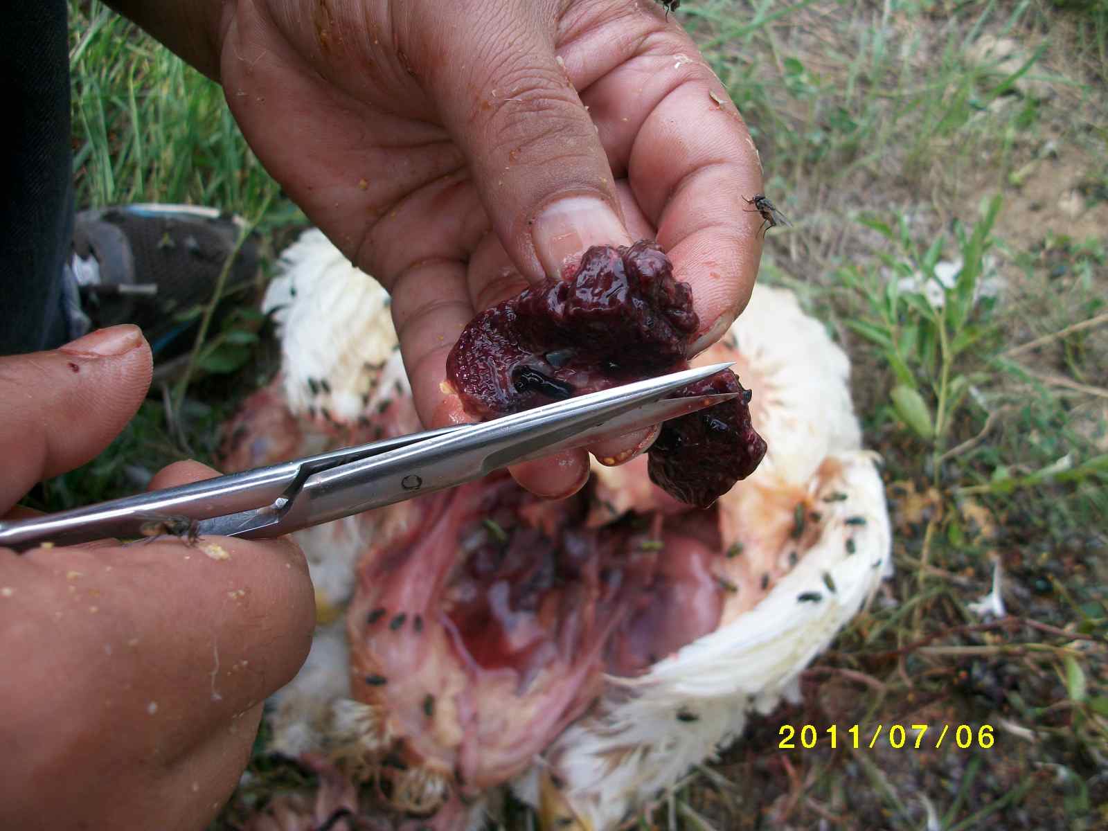 ALIM1131.JPG