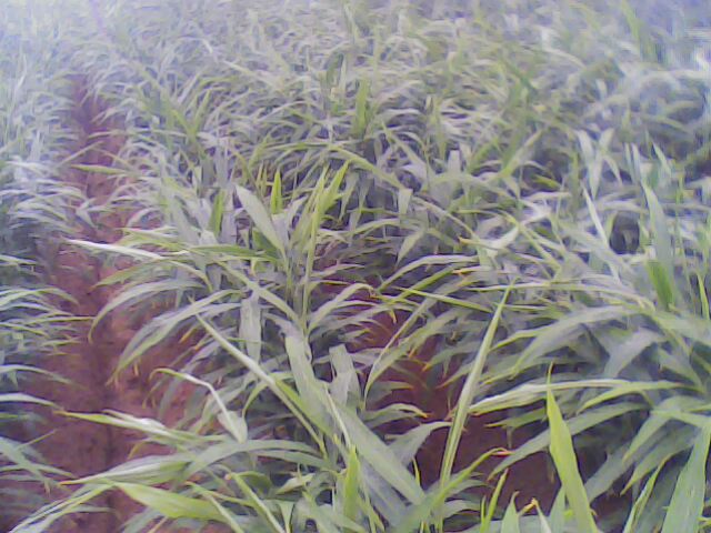 IMG0019A.jpg