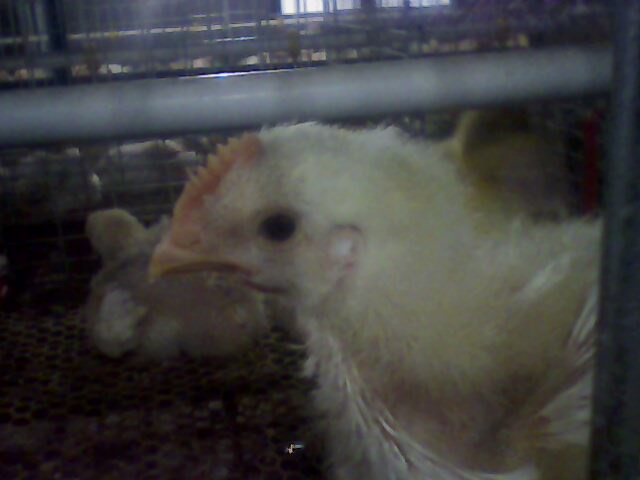 IMG0037A.jpg
