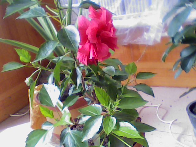 IMG0014A.jpg