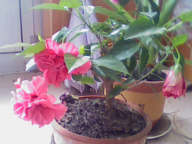 IMG0016B.jpg