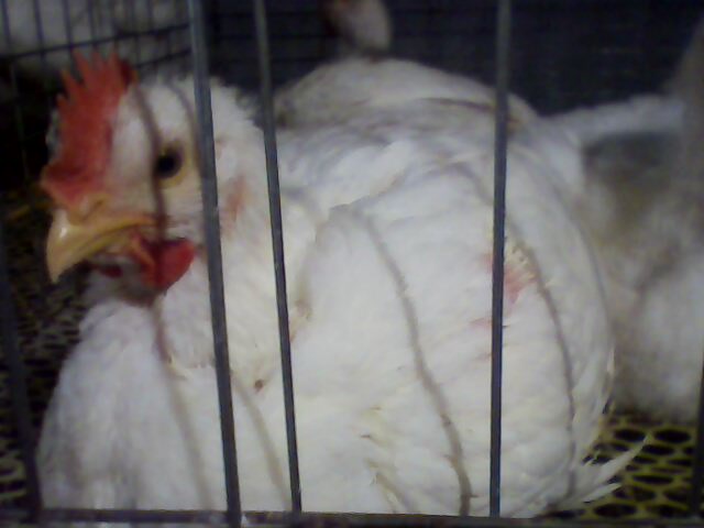 IMG0080A.jpg