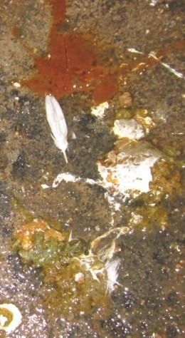 δ525.jpg
