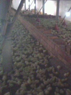 IMG0116A.jpg