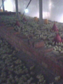 IMG0117A.jpg