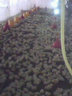 IMG0115A.jpg