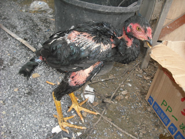 DSCF4199.JPG