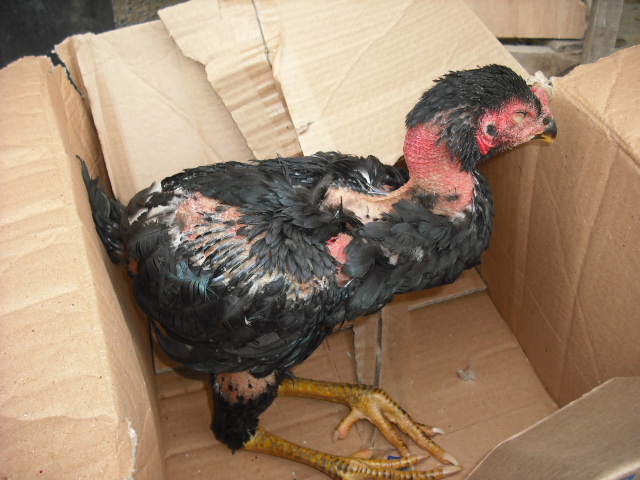 DSCF4195.JPG