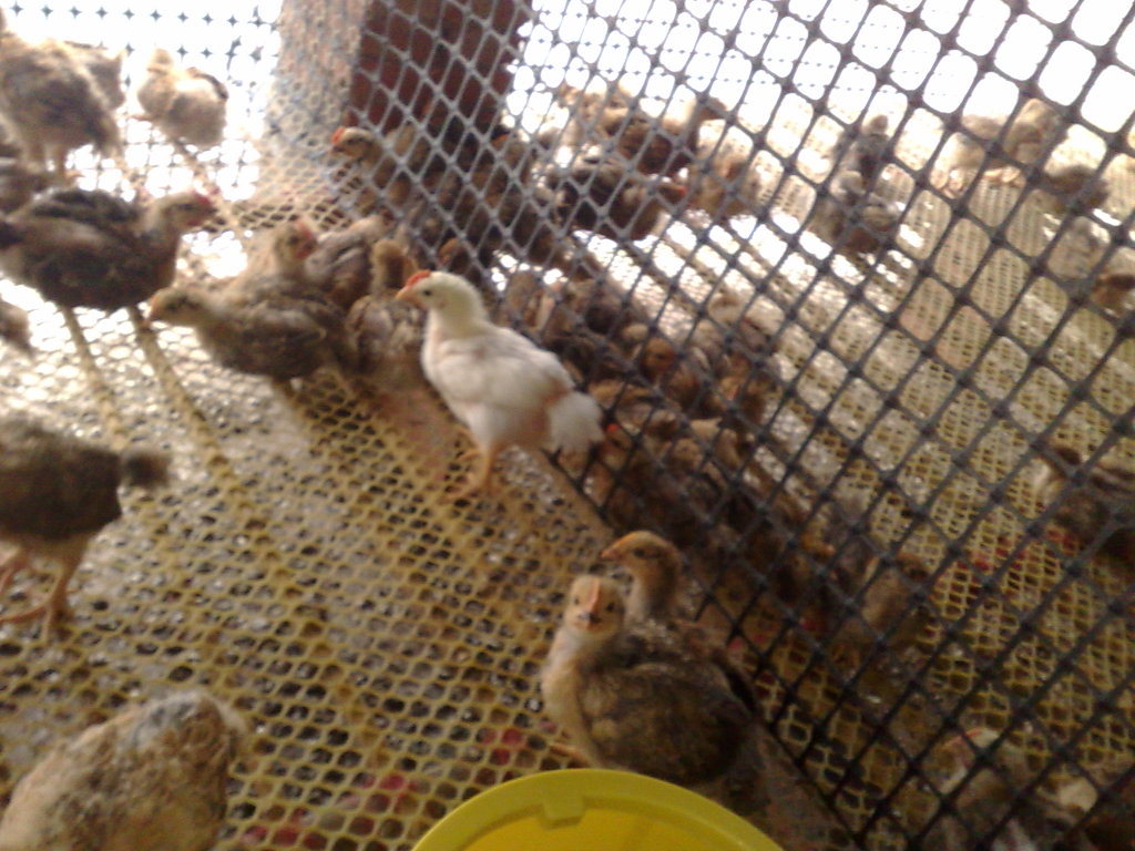 20110927291.jpg