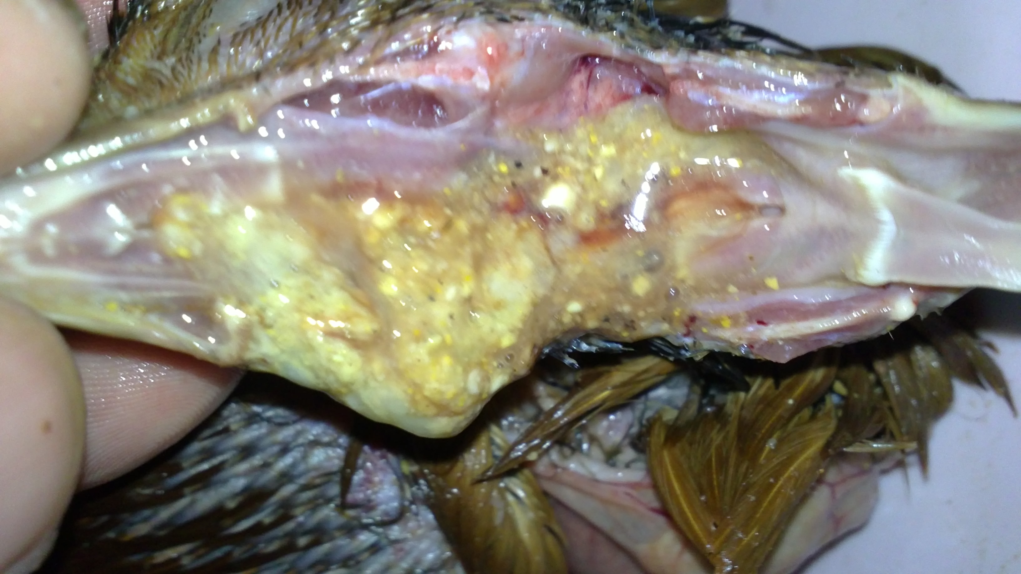 20110922113.JPG