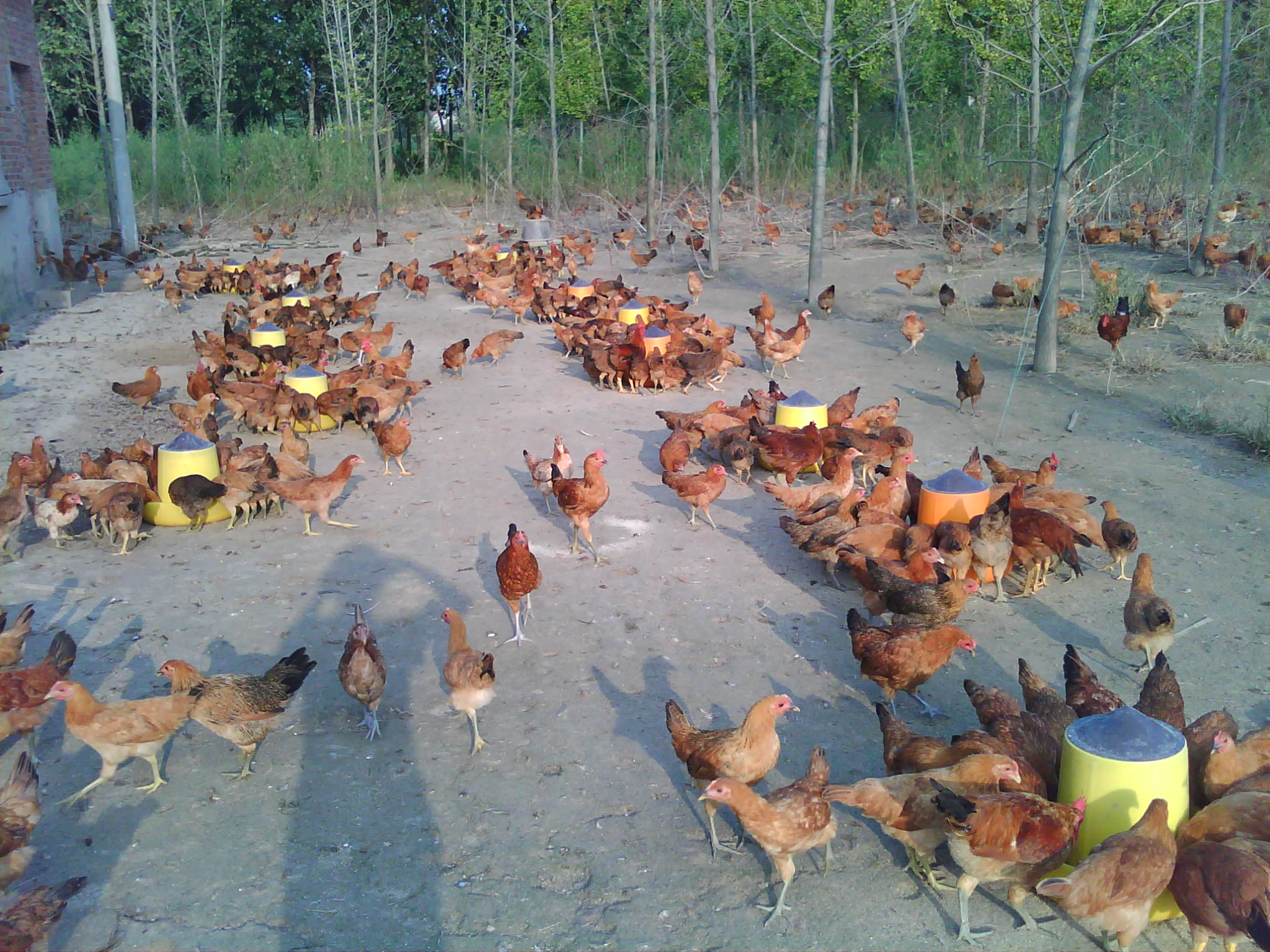 IMG0378A.jpg